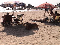 Cow on Vagator beach